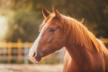 Man accidentally marries horse